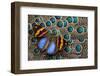 Single Butterfly on Malayan Peacock-Pheasant Feather Design-Darrell Gulin-Framed Photographic Print