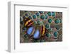 Single Butterfly on Malayan Peacock-Pheasant Feather Design-Darrell Gulin-Framed Photographic Print