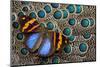 Single Butterfly on Malayan Peacock-Pheasant Feather Design-Darrell Gulin-Mounted Photographic Print