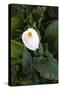 Single Cala Lilly, California Coast-Vincent James-Stretched Canvas