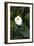 Single Cala Lilly, California Coast-Vincent James-Framed Photographic Print