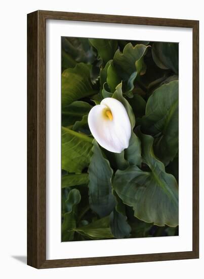 Single Cala Lilly, California Coast-Vincent James-Framed Photographic Print