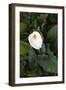 Single Cala Lilly, California Coast-Vincent James-Framed Photographic Print