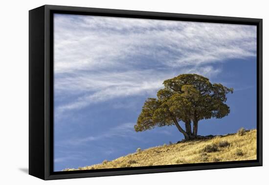 Single cedar tree on ridge top, Yellowstone National Park, Wyoming-Adam Jones-Framed Stretched Canvas