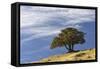 Single cedar tree on ridge top, Yellowstone National Park, Wyoming-Adam Jones-Framed Stretched Canvas