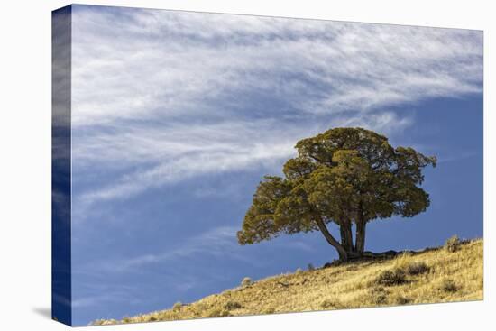 Single cedar tree on ridge top, Yellowstone National Park, Wyoming-Adam Jones-Stretched Canvas