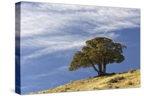 Single cedar tree on ridge top, Yellowstone National Park, Wyoming-Adam Jones-Stretched Canvas