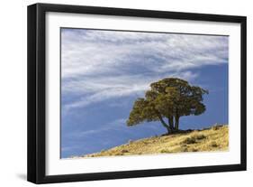 Single cedar tree on ridge top, Yellowstone National Park, Wyoming-Adam Jones-Framed Photographic Print