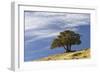 Single cedar tree on ridge top, Yellowstone National Park, Wyoming-Adam Jones-Framed Photographic Print