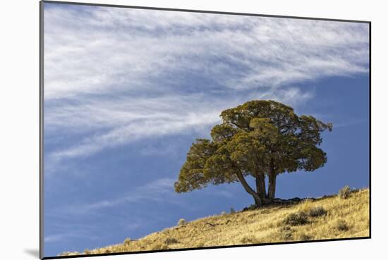 Single cedar tree on ridge top, Yellowstone National Park, Wyoming-Adam Jones-Mounted Photographic Print