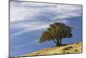 Single cedar tree on ridge top, Yellowstone National Park, Wyoming-Adam Jones-Mounted Photographic Print