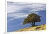 Single cedar tree on ridge top, Yellowstone National Park, Wyoming-Adam Jones-Framed Photographic Print