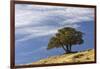 Single cedar tree on ridge top, Yellowstone National Park, Wyoming-Adam Jones-Framed Photographic Print