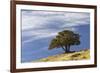 Single cedar tree on ridge top, Yellowstone National Park, Wyoming-Adam Jones-Framed Photographic Print