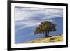 Single cedar tree on ridge top, Yellowstone National Park, Wyoming-Adam Jones-Framed Photographic Print