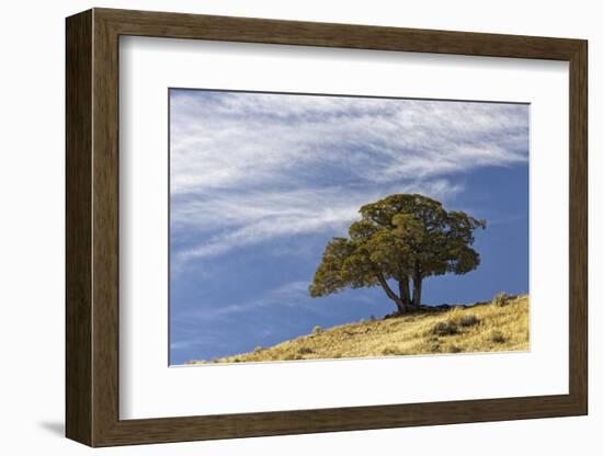 Single cedar tree on ridge top, Yellowstone National Park, Wyoming-Adam Jones-Framed Photographic Print