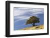 Single cedar tree on ridge top, Yellowstone National Park, Wyoming-Adam Jones-Framed Photographic Print