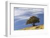 Single cedar tree on ridge top, Yellowstone National Park, Wyoming-Adam Jones-Framed Photographic Print