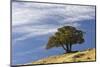 Single cedar tree on ridge top, Yellowstone National Park, Wyoming-Adam Jones-Mounted Photographic Print