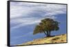 Single cedar tree on ridge top, Yellowstone National Park, Wyoming-Adam Jones-Framed Stretched Canvas