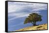 Single cedar tree on ridge top, Yellowstone National Park, Wyoming-Adam Jones-Framed Stretched Canvas