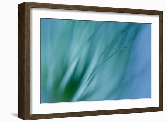 Single Clematis Seed Head-Connie Fitzgerald-Framed Photographic Print