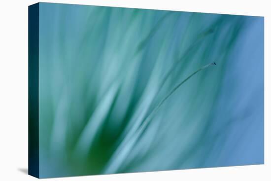 Single Clematis Seed Head-Connie Fitzgerald-Stretched Canvas