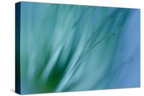 Single Clematis Seed Head-Connie Fitzgerald-Stretched Canvas