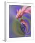 Single Common Zinnia Flower in Garden, Rockport, Maine, Usa-Adam Jones-Framed Photographic Print