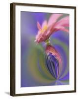 Single Common Zinnia Flower in Garden, Rockport, Maine, Usa-Adam Jones-Framed Photographic Print