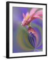 Single Common Zinnia Flower in Garden, Rockport, Maine, Usa-Adam Jones-Framed Photographic Print