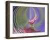 Single Common Zinnia Flower in Garden, Rockport, Maine, Usa-Adam Jones-Framed Photographic Print