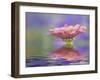 Single Common Zinnia Flower in Garden, Rockport, Maine, Usa-Adam Jones-Framed Premium Photographic Print