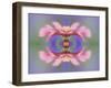 Single Common Zinnia Flower in Garden, Rockport, Maine, Usa-Adam Jones-Framed Photographic Print