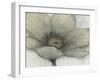 Single Cream Bloom II-Tim OToole-Framed Art Print