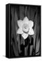 Single Daffodil HR-Jeff Pica-Framed Stretched Canvas