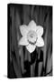 Single Daffodil HR-Jeff Pica-Stretched Canvas