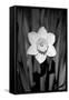 Single Daffodil HR-Jeff Pica-Framed Stretched Canvas