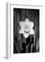 Single Daffodil HR-Jeff Pica-Framed Photographic Print