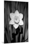 Single Daffodil HR-Jeff Pica-Mounted Photographic Print