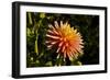 Single Dahlia, Dahlia Farm, Canby, Oregon, USA-Michel Hersen-Framed Photographic Print