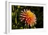 Single Dahlia, Dahlia Farm, Canby, Oregon, USA-Michel Hersen-Framed Photographic Print