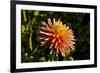 Single Dahlia, Dahlia Farm, Canby, Oregon, USA-Michel Hersen-Framed Photographic Print