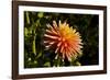 Single Dahlia, Dahlia Farm, Canby, Oregon, USA-Michel Hersen-Framed Photographic Print