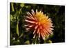 Single Dahlia, Dahlia Farm, Canby, Oregon, USA-Michel Hersen-Framed Photographic Print