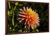 Single Dahlia, Dahlia Farm, Canby, Oregon, USA-Michel Hersen-Framed Photographic Print