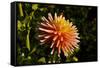 Single Dahlia, Dahlia Farm, Canby, Oregon, USA-Michel Hersen-Framed Stretched Canvas