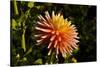 Single Dahlia, Dahlia Farm, Canby, Oregon, USA-Michel Hersen-Stretched Canvas