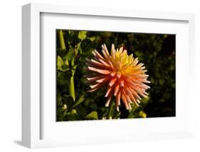 Single Dahlia, Dahlia Farm, Canby, Oregon, USA-Michel Hersen-Framed Photographic Print