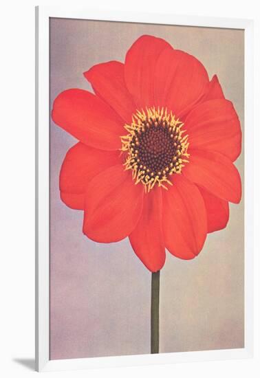 Single Dahlia Perplex-null-Framed Art Print